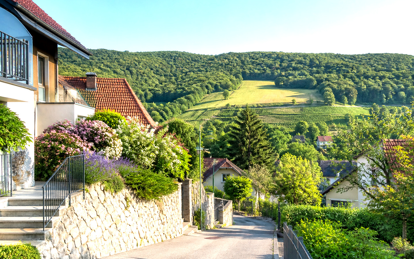 Wald und Offenland als helles Symbolbild für wiener-wald.com
